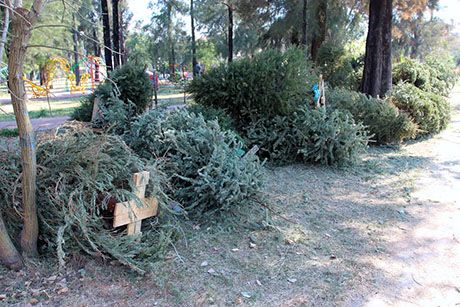 Instalan contenedores para depositar árboles navideños naturales