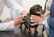 Aquí los lugares donde pueden llevar a vacunar gratis a perros y gatos