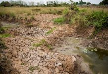 El campo chihuahuense en alerta por falta de lluvias