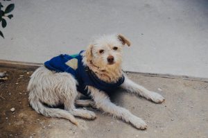 perro 2