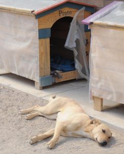 perro 3