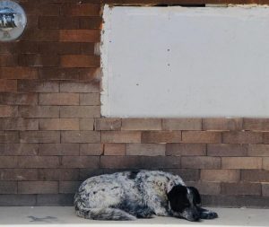 perro 4