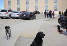 La UACH en Parral adoptó 6 perros abandonados