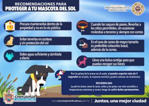 Pide Municipio proteger a las mascotas del intenso sol 1 mascotas
