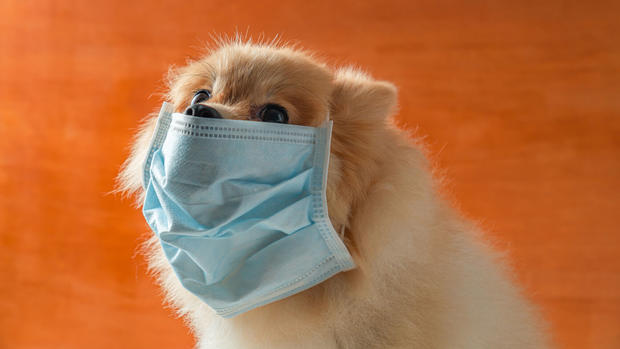 coronavirus-enfermedades_infecciosas-infecciones-mascotas-como_hacer_473964995_147985204_1706x960