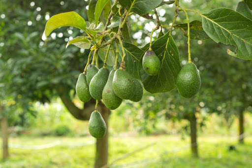 aguacates