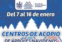 Recibirá Municipio árboles navideños naturales