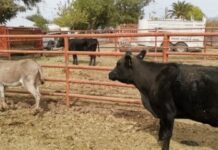 Aseguran ganado que rondaba por las calles