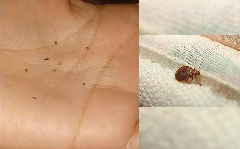Denuncian plaga de chinches y pulgas en Hospital General - Plática ...