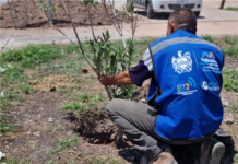 Planta Municipio más de 7 mil 500 árboles en el año 2022