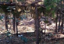 Destruyen narcocampamento en Guachochi
