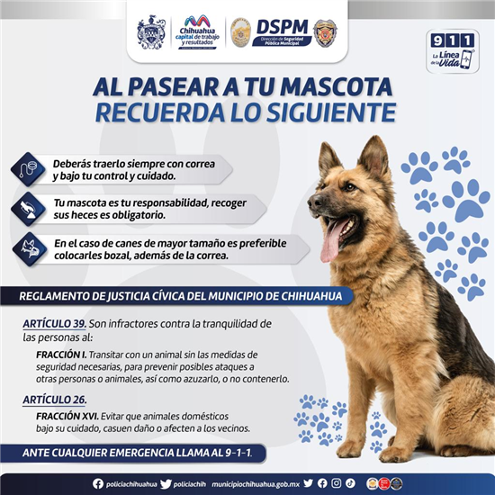 mascotas