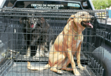 Atiende municipio denuncias por maltrato animal o entrega de mascotas para adopción