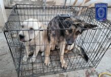 Catea FGE dos domicilios donde localizan caninos en situación de maltrato en Ciudad Juárez