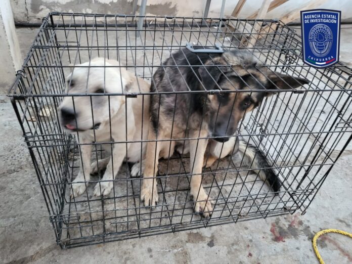 perritos