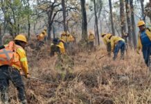 Combaten 438 brigadistas 18 incendios forestales activos en Chihuahua