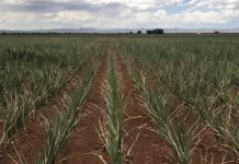 Contrata Desarrollo Rural póliza de seguro contra daños por sequía