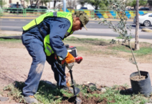 Planta Municipio más de mil árboles en el mes de octubre