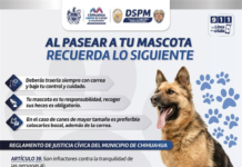 Si tienes mascotas en casa, Municipio te dice cómo sacarlas a pasear