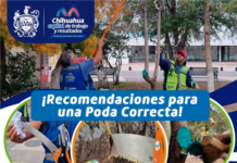 Continúa temporada de poda y Municipio te dice cómo realizarla de manera correcta