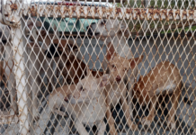 Rescata Municipio 34 ejemplares caninos en vivienda de Alamedas II