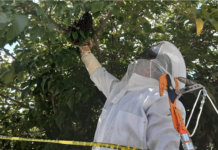 Piden bomberos no aniquilar ni molestar enjambres de abejas