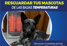 Protege a tus mascotas de las bajas temperaturas