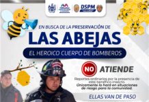 Bomberos atenderán reportes de abejas únicamente en caso de peligro inminente