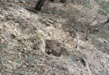 Localiza FGE tres cuerpos inhumados en los alrededores del Ejido Francisco I. Madero