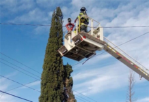 Piden bomberos evitar llamadas al 9-1-1 por gatos trepados en postes o árboles