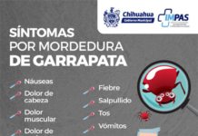 Comparten cómo identificar y prevenir la rickettsia