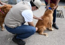 Invita Región Sanitaria de Chihuahua a llevar a vacunar a mascotas contra la rabia