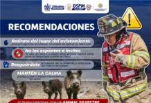 Exhorta Bomberos a tener cuidado si te encuentras con animales silvestres