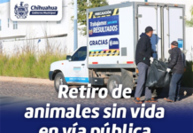 Municipio brinda servicio de retiro de animales sin vida en la vía pública