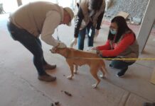 Mantiene Jurisdicción Sanitaria II vigilancia para prevenir la rickettsiosis en Ciudad Juárez