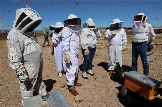 abejas