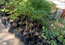 Entrega Municipio en adopción más de 3 mil árboles y plantas