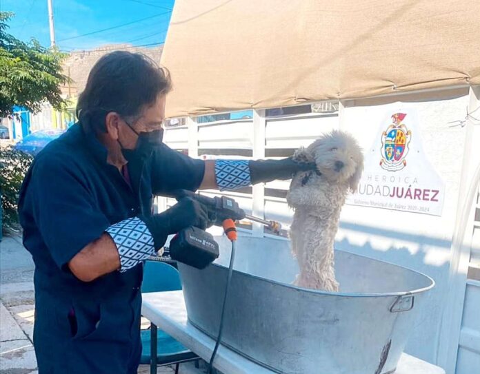 perrito
