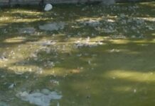 Permanece el Parque Central de Juárez en abandono y pinta para peor