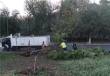 Apoya Municipio en limpieza de arrastres y árboles por lluvias