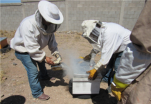 Rescatan y reubican Guardianes Ecológicos más de 450 mil abejas en Chihuahua Capital