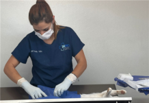 Esteriliza unidad móvil del IMPAS a más de 60 mascotas en la localidad del Mimbre