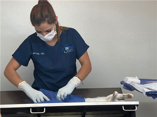 esterilización