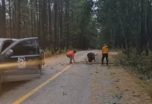 Deja Tormenta Invernal afectaciones en suministro de energía eléctrica y servicios de comunicación en el estado