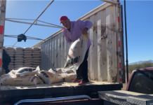 Inicia Municipio entrega de maíz rolado a zonas rurales para apoyo por la sequía