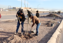 Plantan Municipio y alumnos del CECyT 20, 100 árboles en camellón de la avenida Central