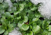 Emiten recomendaciones para cuidado de plantas por temporada de frío