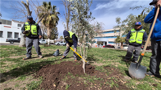 plantar arboles