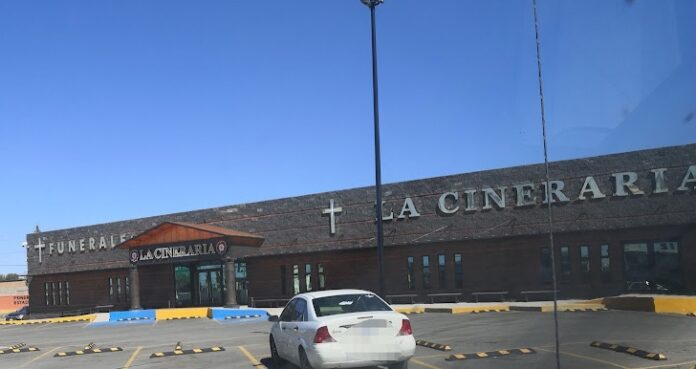 la cineraria