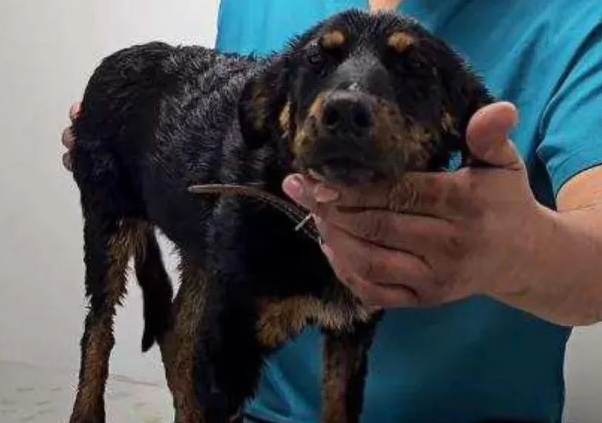 Perrita Violeta